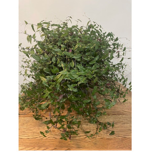 Plants: Bridal Veil Plant