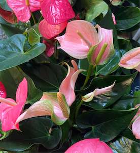 Anthurium Sp. Pink Shades