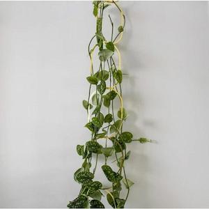 Botanopia: Climbing Plant Support