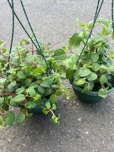 Gifts Under 50: Fuchsia (Assorted)