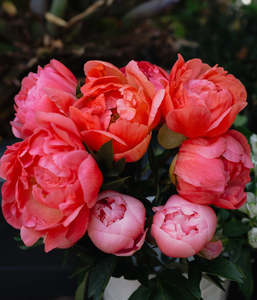 The Spring Edit 1: Peony Bundle