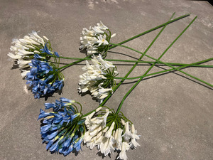 Products: Agapanthus theflowermerchant