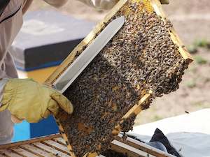 Clearance: Honey Capping Knife