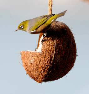 We Can Recommend This: Coconut Bird Feeders
