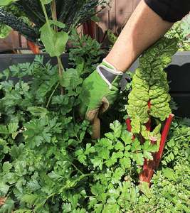We Can Recommend This: Sprout Garden Gloves