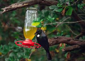 Nectar Bird Feeder and Nectar Food