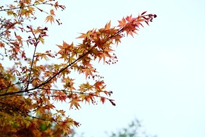 Products: 20 x Acer palmatum. senkaki. Coral Bark Maple. Lovely red stems and green leaves - online plant website