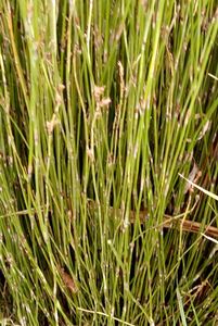 25 x Oi Oi Apodasmia similis Jointed Wire Rush - online plant website