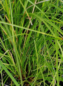 Products: 25 Carex dipsacea - online plant website