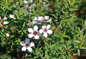 Products: 50 x Manuka Plants. Leptospermum scoparium. manuka online - online plant website