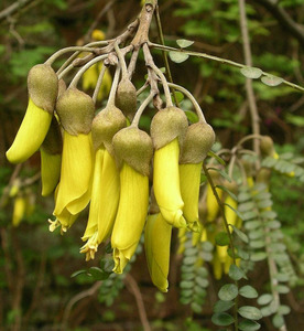 Products: 10 Sophora tetraptera. Kowhai - online plant website