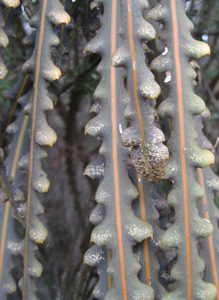 Products: 10 x Pseudopanax ferox. Savage Tooth Lancewood - online plant website