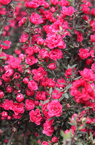 20 x Leptospermum Wiri Joan