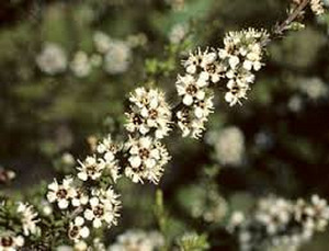 Products: 50 x Kunzea ericoides : Kanuka. Good for revegegation. - online plant website