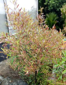 Products: 20 x Dodonaea viscosa`Red` - online plant website
