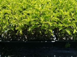 Products: 50 x Pittosporum eugenioides. Lemonwood. Tarata - online plant website