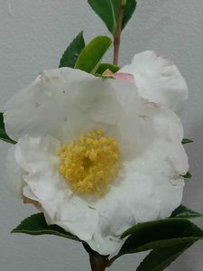 Products: 20 x Camellia sasanqua Setsugekka Early white flowering hedging camellia