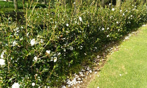 Products: 25 x Camellia sasanqua Early Pearly. Early white flowering hedging camellia Camellia Early Pearly