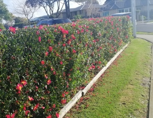 Products: 25 x CAMELLIA sasanqua YULETIDE. Red flowering hedging camellia. - online plant website