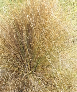 20 x Chionchloa Rubra - Red Tussock. - online plant website