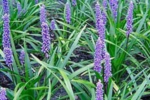 25 x Liriope Liriope 'Evergreen Giant' Strappy Green leaves - online plant website