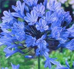 Products: 40 x Agapanthus Blue Finn. Ecopanthus. Dwarf Blue Flowers