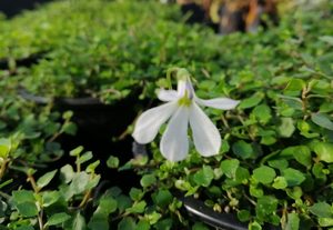 Products: 20 x Pratia angulata - online plant website