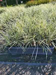 25 x Ophiopogon japonica Silver Mist - online plant website