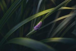 25 x Liriope muscari (Lily Turf) Strappy Green leaves blue/mauve flowers. - onli&hellip;