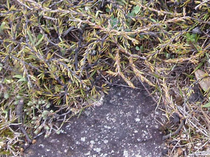 20 x Coprosma acerosa - online plant website