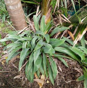 25 x Arthropodium Matapouri Bay. Renga Renga lilly - online plant website