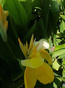 Products: 16 x Canna Albert. Yellow flowers
