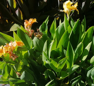 Products: 16 x Canna Lilan Cole. Red flowers with yellow edges