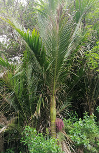 Products: 20 x Rhopalostylis sapida Little Barrier Island, New Zealand Nikau
