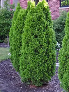 Products: 20 x Thuja plicata 'Green Giant'. Attractive dark green conifer hedge. - Thuja green GiantG