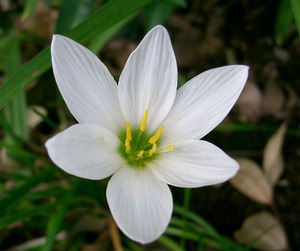 Products: 25 x Zephyranthes candida: Rain Lilly. Hardy, white Flowers