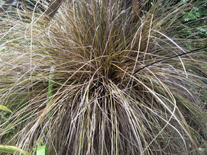 Products: 20 x Carex comans Bronze - online plant website