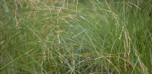 25 x Carex virgata - Native grass/ sedge, tolerant of wet areas, revegetation