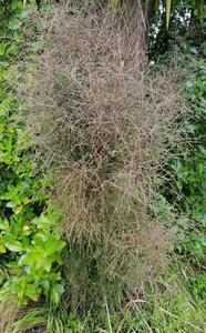 10x Coprosma virescens Small leafed upright growing native plant. Informal Hedge&hellip;