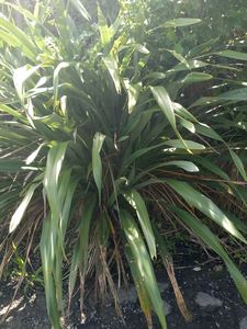 Products: 20 phormium cookianum. Mountain Flax - online plant website