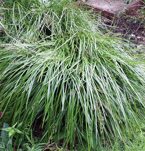 Products: 20 x Lomandra Lime Tuff Bright Green Landscape Grass