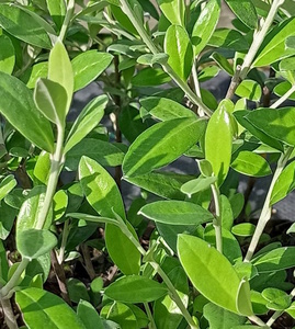 Products: Corokia Geenty's Ghost (PVR) x 25. Hardy Native hedging