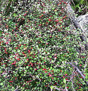 Products: 25 x Corokia Red Wonder - online plant website