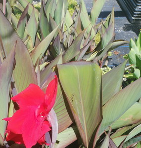 Products: 16 x Canna Richmond. Orange flowers on tall green foliage