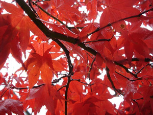5 x Acer palmatum Okagami