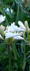 20 x Agapanthus Finn. Ecopanthus Dwarf White Flowers