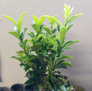 Products: 50 x Euonymus Emerald Gem - online plant website