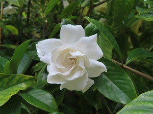 10 x Gardenia 'Professor Pucci'. Bright White Scented double white flowers. - on&hellip;
