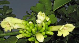 20 x Tecomanthe speciosa - online plant website