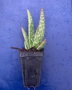20 x Aloe Vera Plants - online plant website